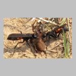 Anoplius viaticus - wegwespe w28 10mm.jpg